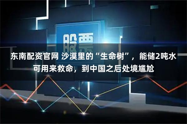 东南配资官网 沙漠里的“生命树”，能储2吨水可用来救命，到中国之后处境尴尬